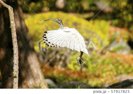 Australian White Ibis Australian White Ibis 57917825