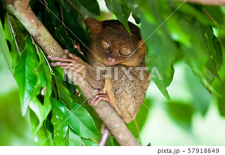 Tarsier the world smallest primate monkey with big eyes sitting on a branch with green leaves. Bohol 57918649