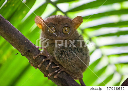 Tarsier the world smallest primate monkey with big eyes sitting on a branch with green leaves. Bohol Tarsier the world smallest primate monkey with big eyes sitting on a branch with green leaves. Bohol 57918652