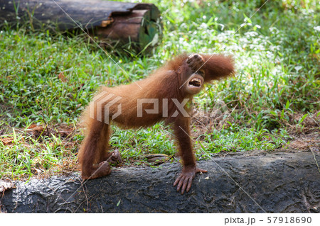 Portrait of cute little orangutan standing on a stone and eating tasty leaves. Borneo. 57918690