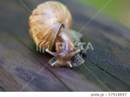 Snail gliding on the wet wooden texture. Large mollusk snails with light brown striped shell, Helix Snail gliding on the wet wooden texture. Large mollusk snails with light brown striped shell, Helix 57918697
