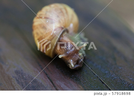 Snail gliding on the wet wooden texture. Large mollusk snails with light brown striped shell, Helix 57918698