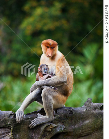 Proboscis monkeys. Cute primate with big long nose. Borneo, Malaysia. Proboscis monkeys. Cute primate with big long nose. Borneo, Malaysia. 57918748