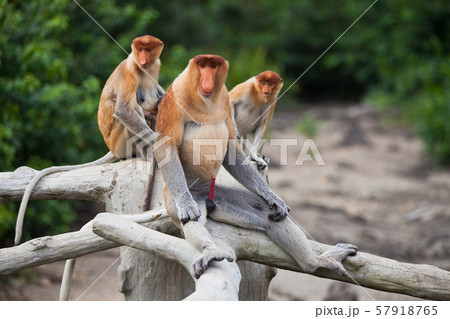 Proboscis monkeys. Cute primate with big long nose. Borneo, Malaysia. 57918765