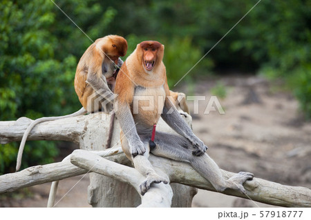 Proboscis monkeys. Cute primate with big long nose. Borneo, Malaysia. 57918777
