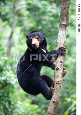 Sun bear, Helarctos malayanus, the smallest bear in the world, the sun bear native to the Sun bear, Helarctos malayanus, the smallest bear in the world, the sun bear native to the 57918835
