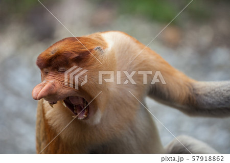 Proboscis Monkeys Cute Primate With Big Long の写真素材