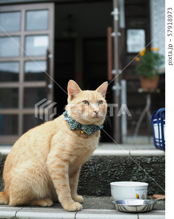 野良猫・茶トラ 57918973