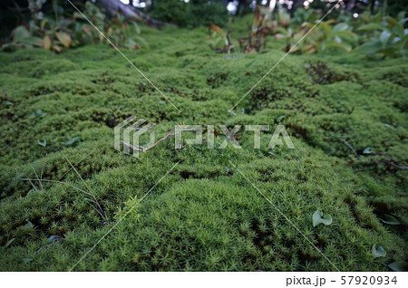 【世界遺産 紀伊山地の霊場と参詣道】大峯奥駈道 弥山山上のスギゴケ 奈良県吉野郡天川村 【世界遺産 紀伊山地の霊場と参詣道】大峯奥駈道 弥山山上のスギゴケ 奈良県吉野郡天川村 57920934