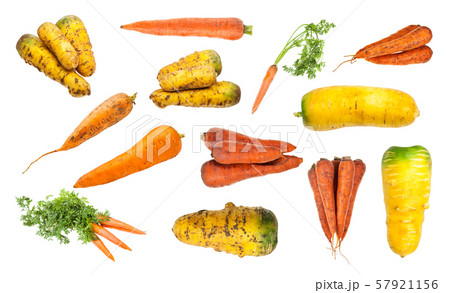 set of various organic carrot taproots isolated set of various organic carrot taproots isolated 57921156