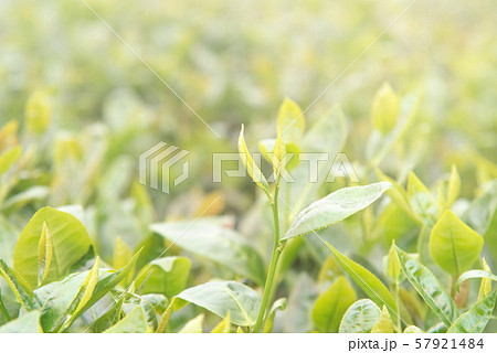 ティー 紅茶 茶 57921484