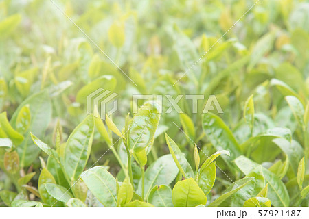 ティー 紅茶 茶 57921487