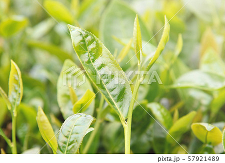 ティー 紅茶 茶 57921489