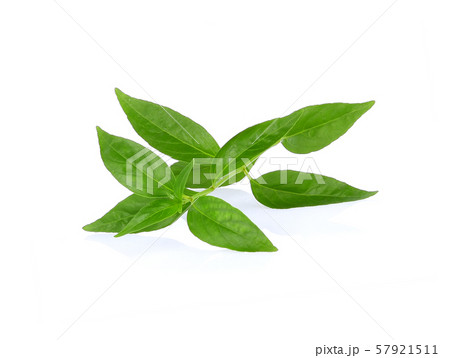 Andrographis paniculata leaf on w 57921511