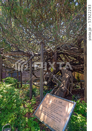 松島町天然記念物 いぶき（柏慎)の巨木 57922283