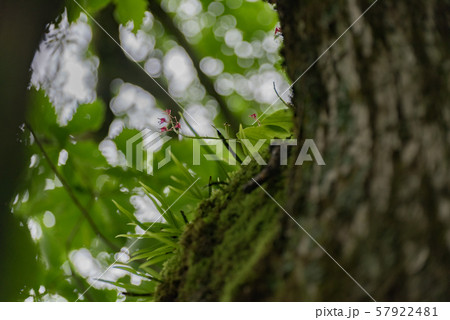 フガクスズムシソウ 57922481
