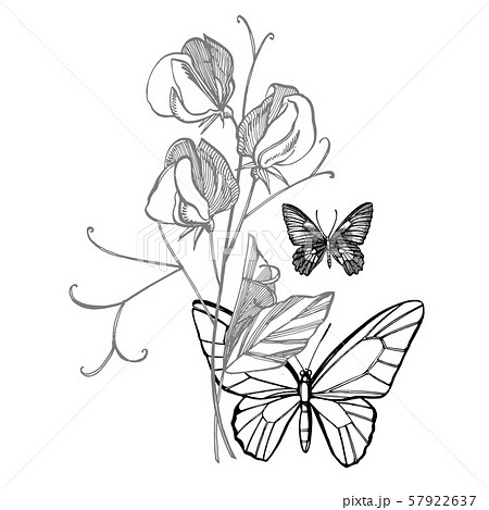 Sweet pea flowers drawing and sketch with line-art on white backgrounds. Floral pattern with flowers Sweet pea flowers drawing and sketch with line-art on white backgrounds. Floral pattern with flowers 57922637