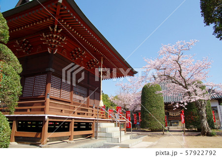 延命寺の満開の桜(千葉県白井市) 延命寺の満開の桜(千葉県白井市) 57922792