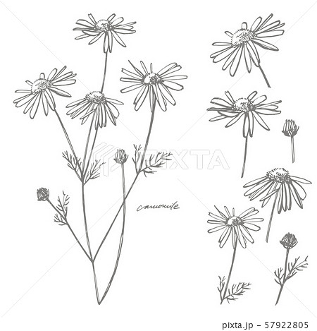 Chamomile Or Daisy Flower Botanical のイラスト素材