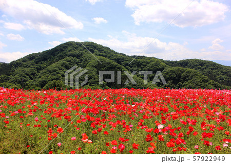 5月下旬の天空のポピー(1) 57922949