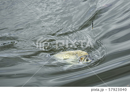 ヘラ鮒釣り 釣り ヘラ鮒釣り 釣り 57923040
