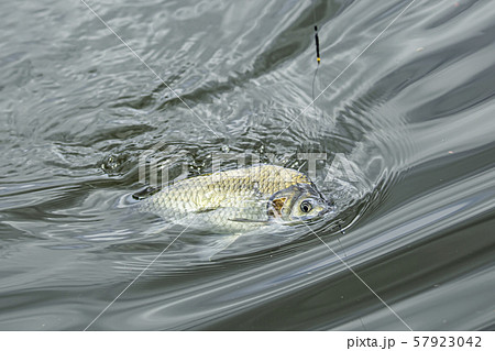 ヘラ鮒釣り　釣り 57923042