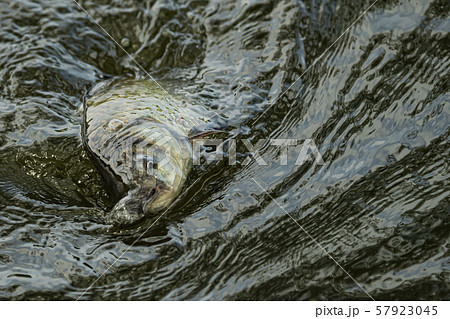 ヘラ鮒釣り　釣り 57923045