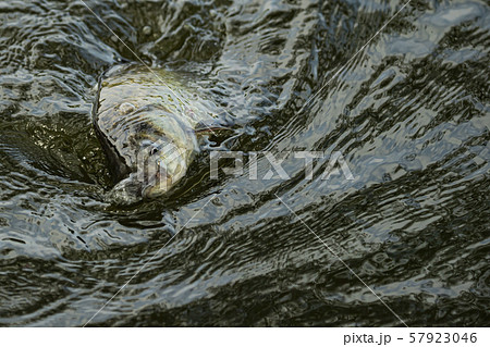 ヘラ鮒釣り　釣り 57923046