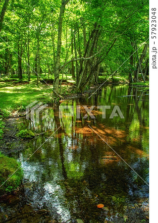 奥日光 中禅寺湖 千手ヶ浜 夏景色 57923048