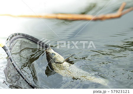ヘラ鮒釣り　釣り　コピースペース 57923121