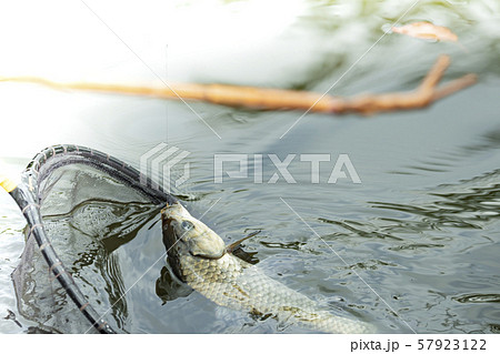 ヘラ鮒釣り　釣り　コピースペース 57923122