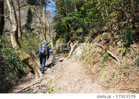 高尾山登山 (春) : 6号路 高尾山登山 (春) : 6号路 57923559