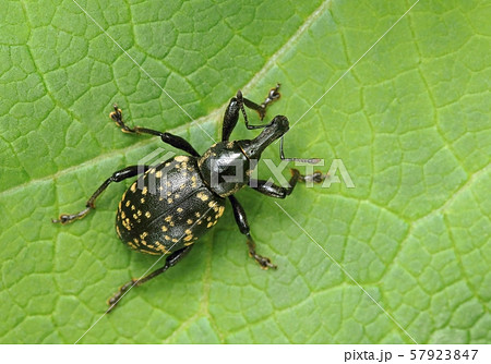 Spotted beetle Liparus glabrirostris on leaf 57923847