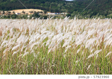 自然 風景 ら 57923960