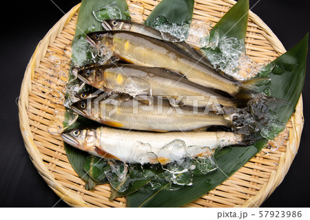 鮎 アユ 魚 鮎 アユ 魚 57923986