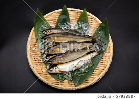 鮎 アユ 魚 鮎 アユ 魚 57923987