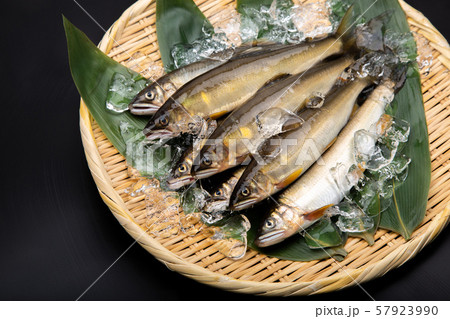 鮎　アユ　魚 57923990
