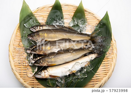 鮎 アユ 魚 鮎 アユ 魚 57923998