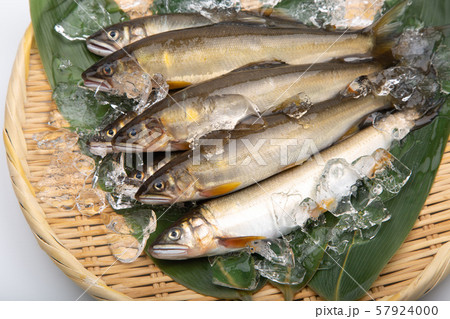 鮎 アユ 魚 鮎 アユ 魚 57924000