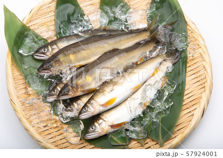 鮎 アユ 魚 鮎 アユ 魚 57924001
