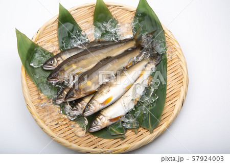 鮎 アユ 魚 鮎 アユ 魚 57924003