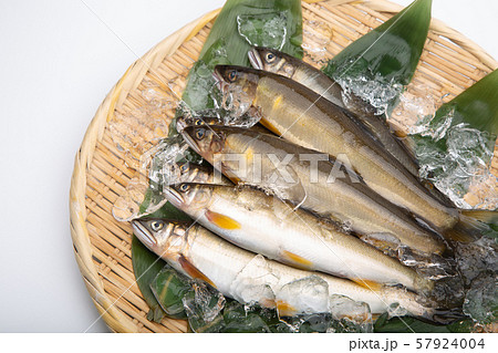 鮎　アユ　魚 57924004