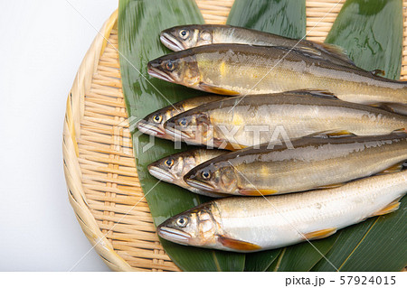 鮎　アユ　魚 57924015