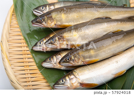 鮎 アユ 魚 鮎 アユ 魚 57924018