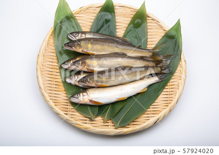 鮎 アユ 魚 鮎 アユ 魚 57924020
