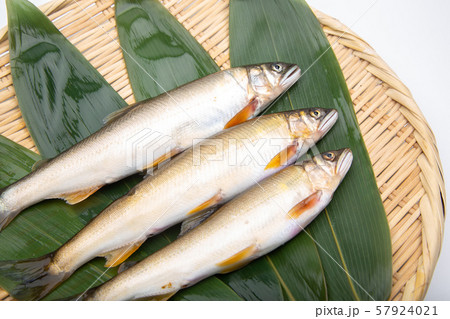 鮎　アユ　魚 57924021