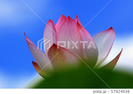 蓮の花 蓮の花 57924036