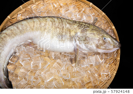 タナカゲンゲ　魚 57924148