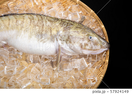 タナカゲンゲ 魚 タナカゲンゲ 魚 57924149