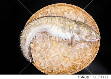 タナカゲンゲ 魚 タナカゲンゲ 魚 57924151